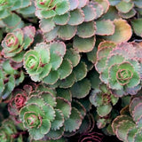 Dragon's Blood Sedum