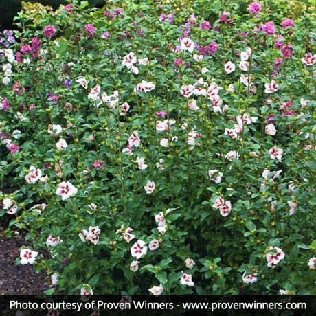 Proven Winners&reg; ColorChoice&reg; Lil' Kim&reg; Rose of Sharon