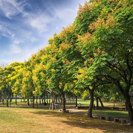 Golden Rain Tree