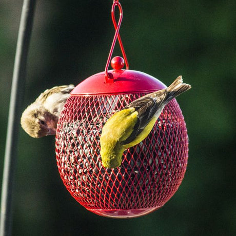 Set of 3 Round Mesh Squirrel Proof Bird Feeders In Red Blue & Yellow