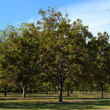 Candy Pecan Tree