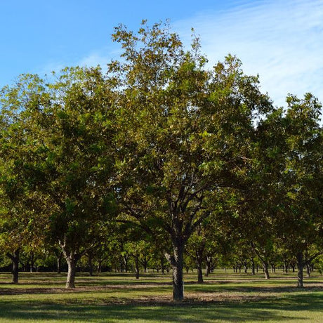 Candy Pecan Tree