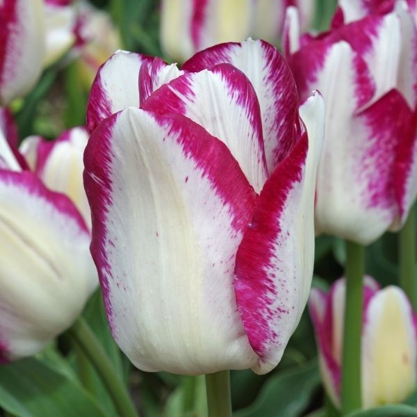 Affaire Tulip