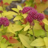 Double Play&reg; Candy Corn&reg; Spirea