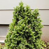 Degroot's Spire Arborvitae