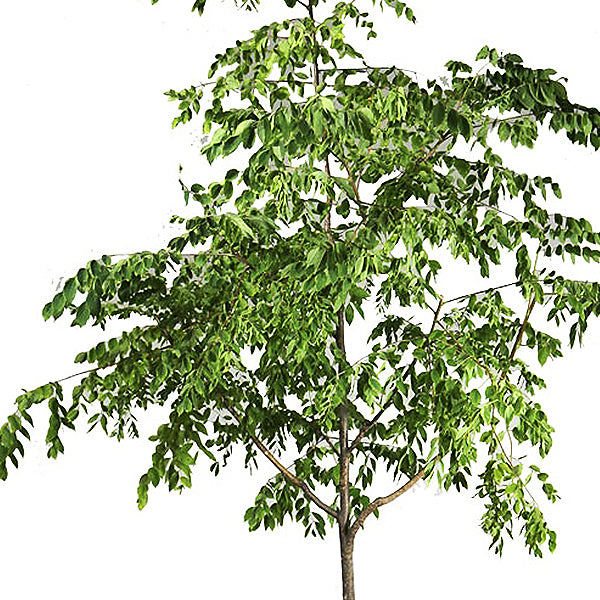 Espresso&trade; Kentucky Coffeetree