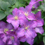 Jolly Good&trade; Clematis