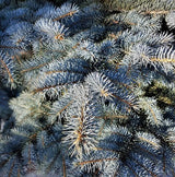 Colorado Blue Spruce Tree