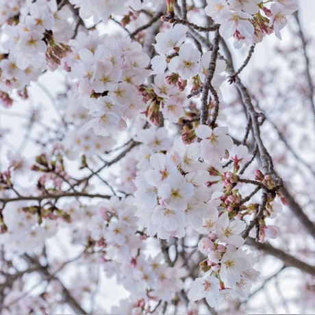 Yoshino Weeping Cherry Tree