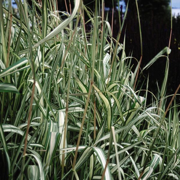 Strawberries and Cream Ribbon Grass