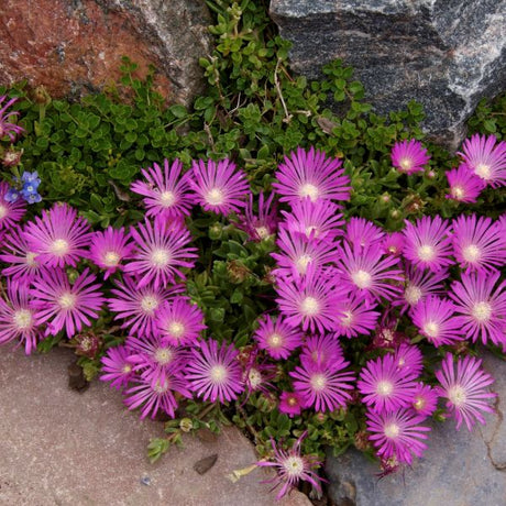 Table Mountain Ice Plant