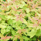 Proven Winners® Kodiak Fresh® Bush Honeysuckle