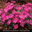 Vivid&trade; Bright Light Dianthus