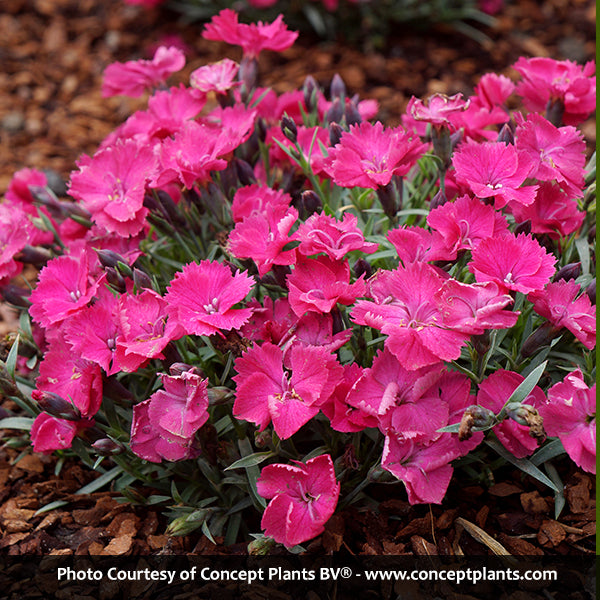 Vivid&trade; Bright Light Dianthus