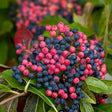 Brandywine&trade; Viburnum