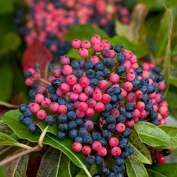 Brandywine&trade; Viburnum