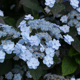 Tiny Tuff Stuff&trade; Hydrangea