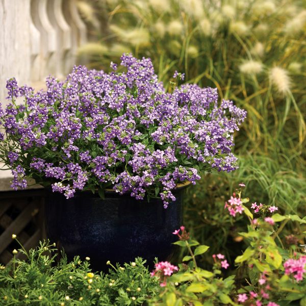 Nemesia Blue Bird