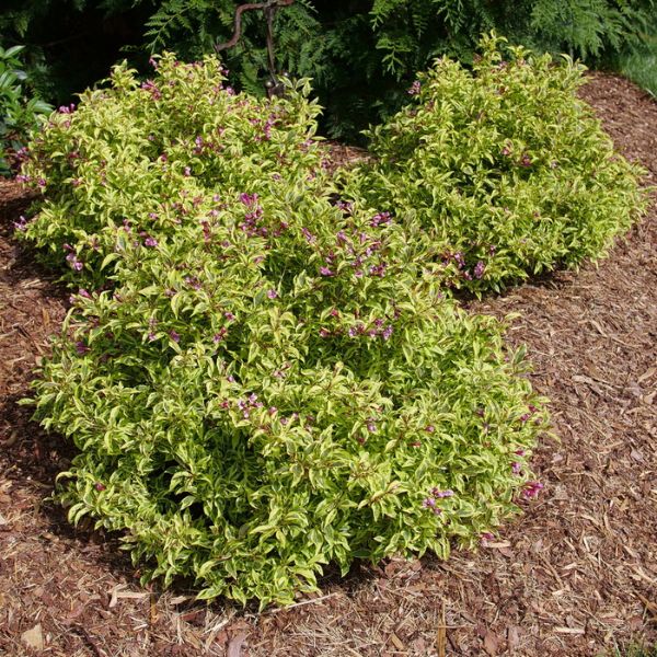 Proven Winners® Bubbly Wine® Weigela