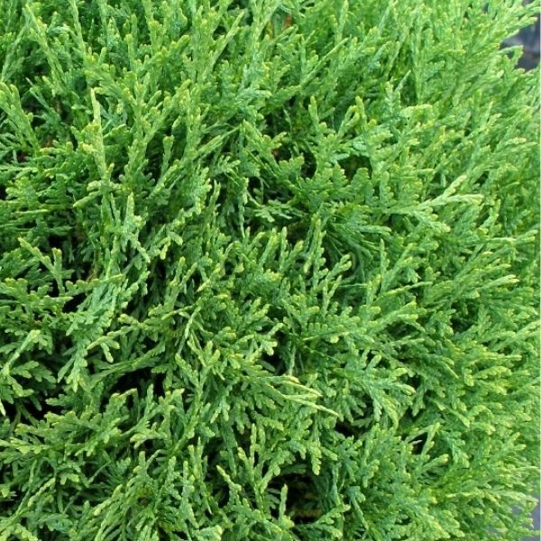 Hetz Midget Arborvitae