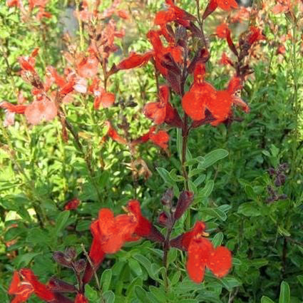 Furmans Red Salvia