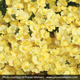 Sunsatia&reg; Lemon Nemesia