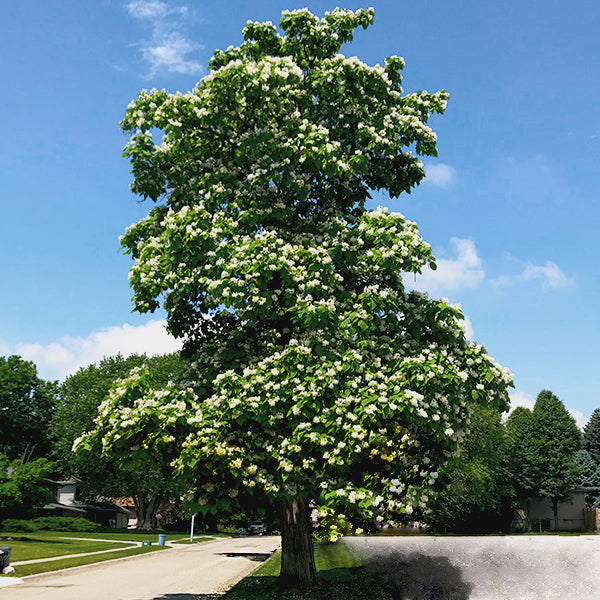 Northern Catalpa