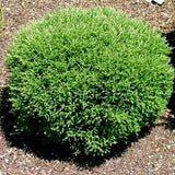 Mr. Bowling Ball Arborvitae