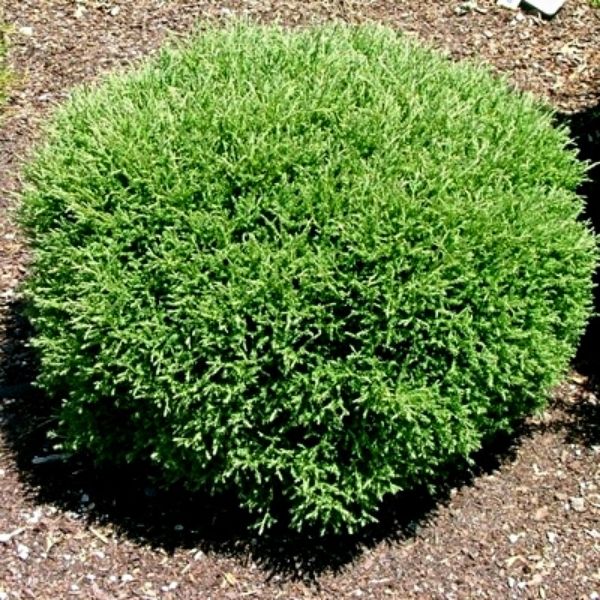 Mr. Bowling Ball Arborvitae: Round Dwarf | Nature Hills