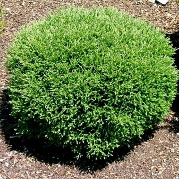 Mr. Bowling Ball Arborvitae