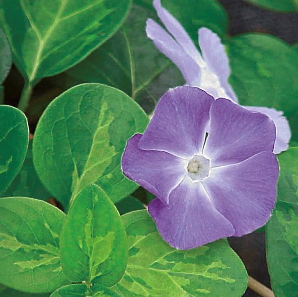 Vinca Major