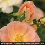 Oso Easy&reg; Peachy Cream Rose