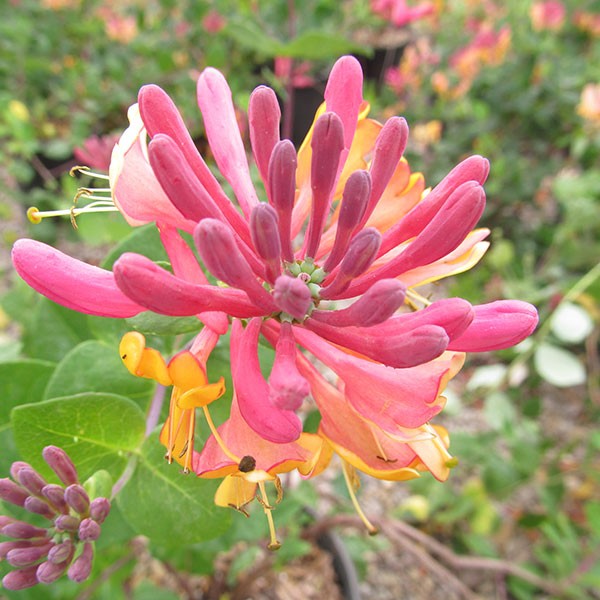 Goldflame Honeysuckle Vine