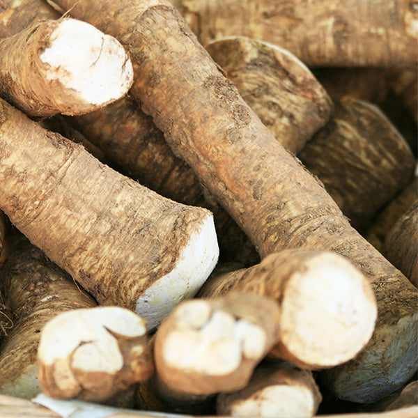 Horseradish Crowns Plant