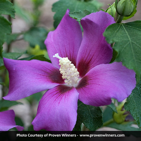 Purple Satin&reg; Rose of Sharon Tree Form