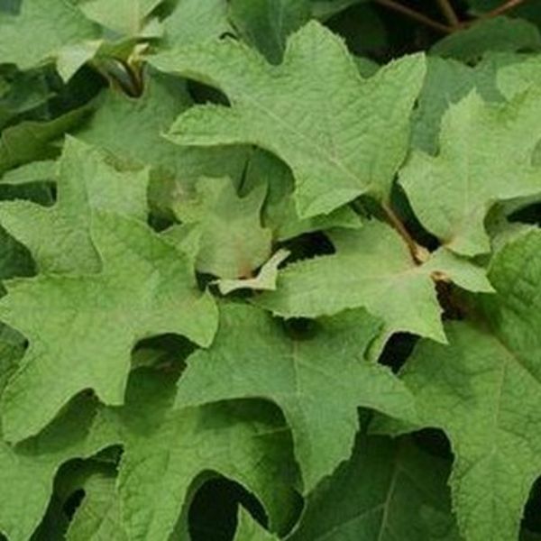 Pee Wee Dwarf Oakleaf Hydrangea