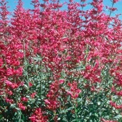 Sinning Sonoran Sunset Hyssop