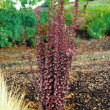 Helmond Pillar Barberry