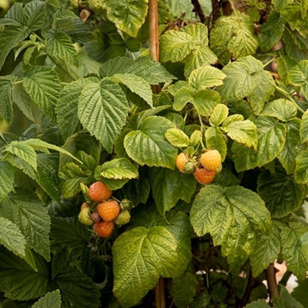 Fall Gold Raspberry Bush