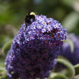 Nanho Blue Butterfly Bush