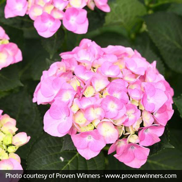 Cityline&reg; Berlin Bigleaf Hydrangea