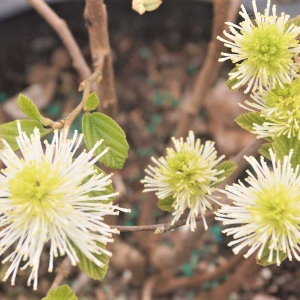 Fothergilla Blue Shadow