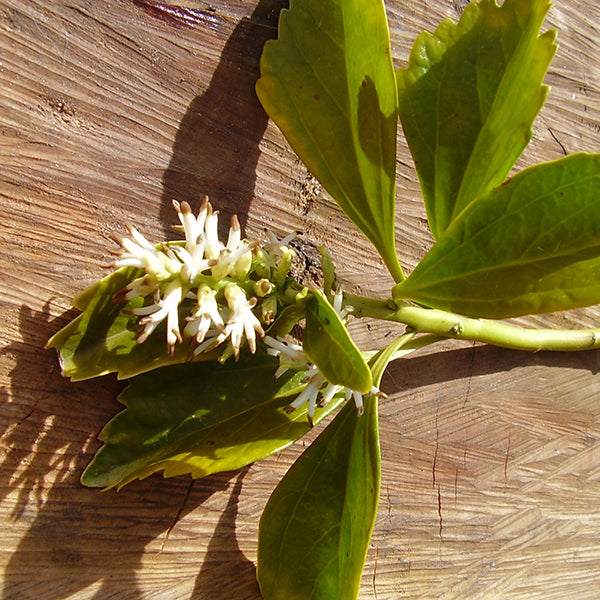 Japanese Spurge