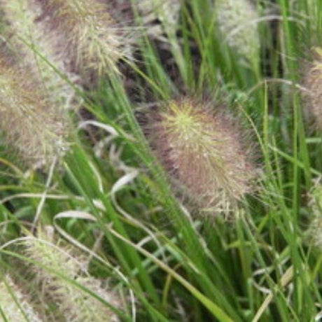 Hush Puppy&trade; Fountain Grass