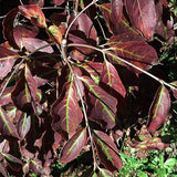 Purple Haze Kousa Dogwood