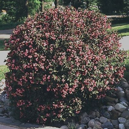 Java Red Weigela