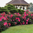 Summerific® Evening Rose Rose of Sharon