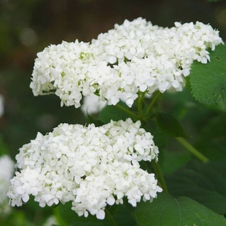 Ryan Gainey Hydrangea