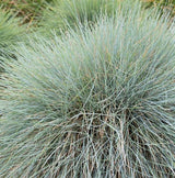 Beyond Blue&trade; Festuca