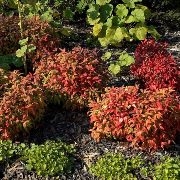 Nandina Firepower